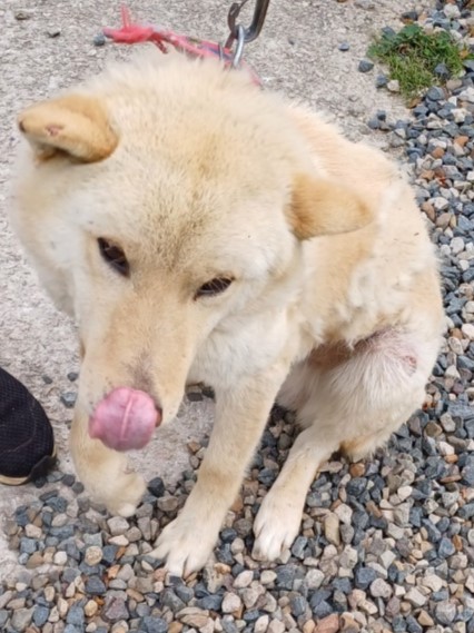 밀양시동물보호센터_448536202300939